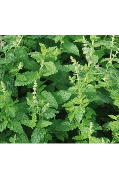 М’ята полунична Альмера